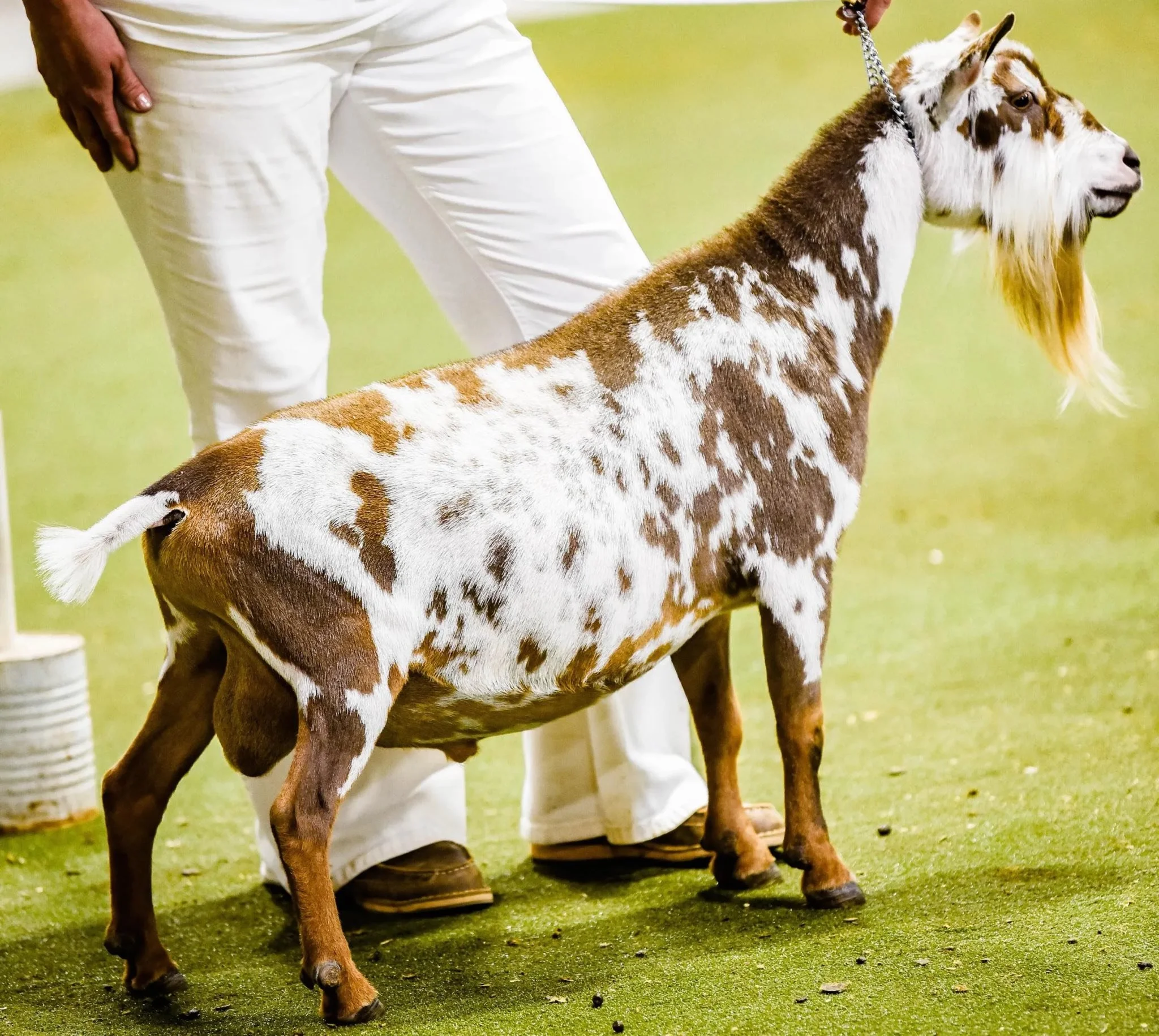 Sire: CH Moon Station Orion PC: Moon Station 