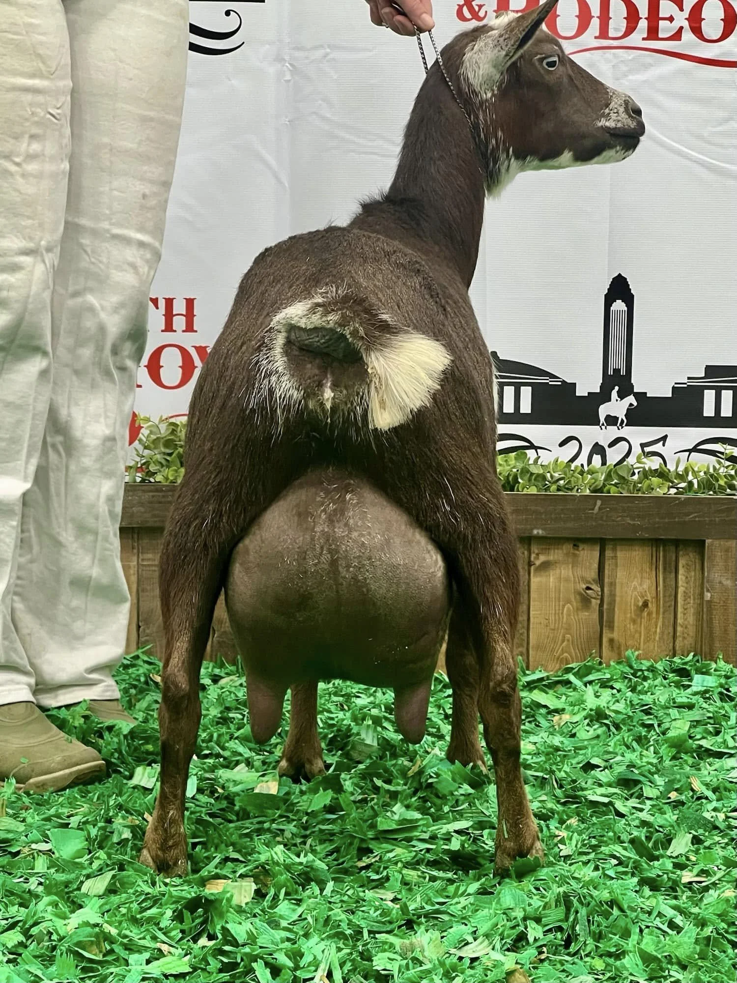 Littermate Sister: GCH MerryTale SS Queen of Hearts 2*M GVEV 85. 1x Best Sr Doe in Show, 3x Grand Champion, 1x Reserve Grand Champion. PC: MerryTale Farm