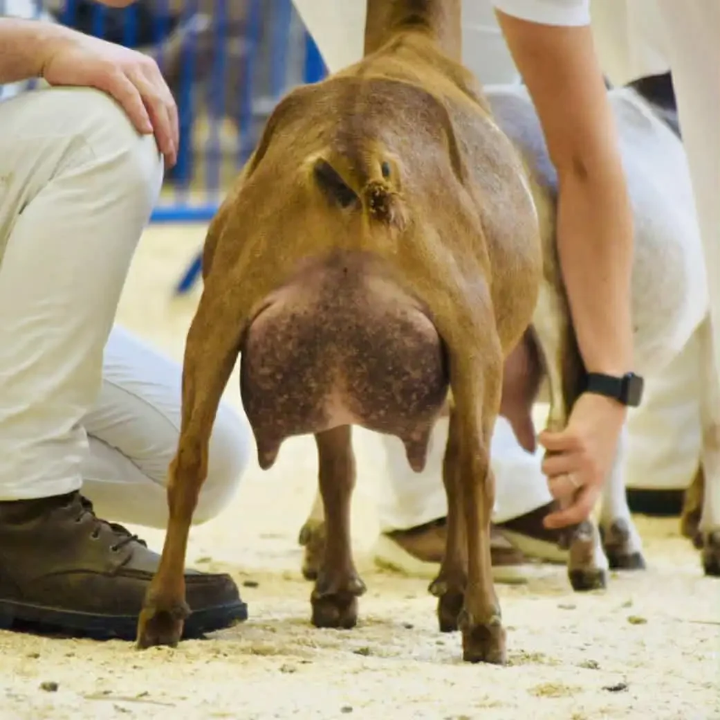 Sire's Dam: GCH Hidden Hills Natural Mystic 7*M PC: Wolfivan Ranch
