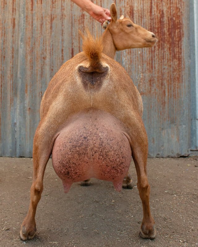 Sire's Maternal Sister GCH Wolfivan Valerian Root VEEE91 2025 Reserve National Champion. PC Wolfivan Ranch