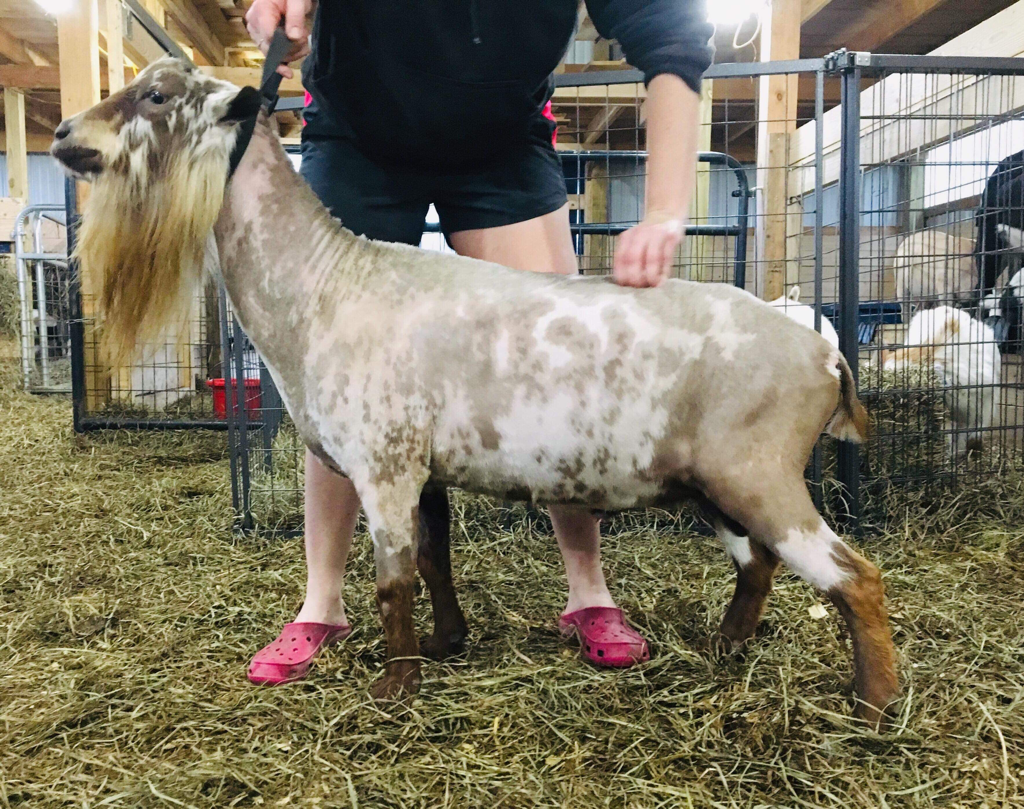 SS: CH Phoenix Farm Castiel *B PC: Garden View 