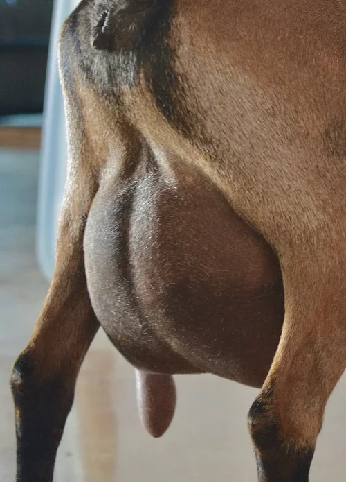 DSDD: ST Old Mountain Farm Anahita 2*M VEEE 91 PC: Old Mountain Farm