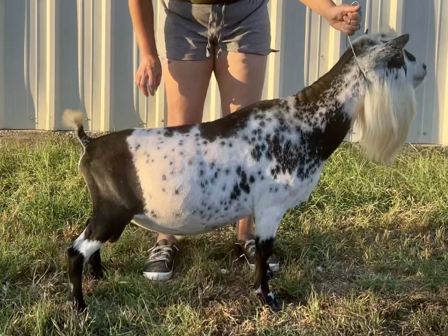 Sire: Winning Streak EB Simon Says +*B VEE 90 PC: MerryTale Farm