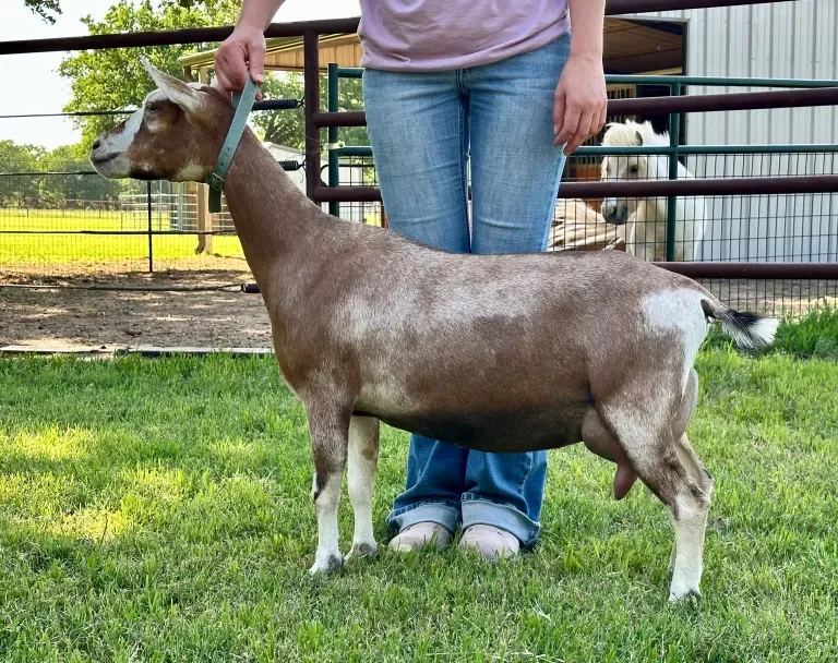 Howling Goat Farms Belle VVGV 87 (FF) PC: Howling Goat Farms