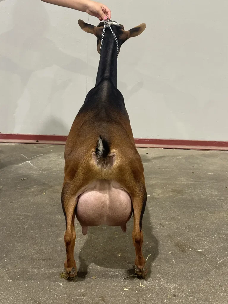 Dam: GCH Cade's Lil Farm SE Irresistibl EEEV90 PC: Howling Goat Farms