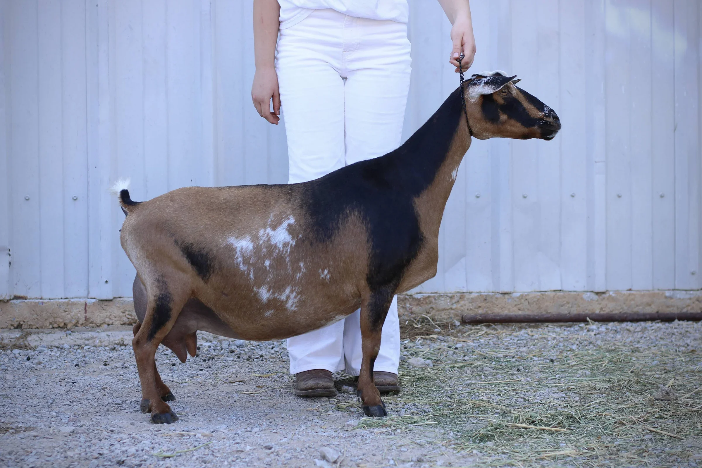 Dam: The GTB Annabelle 1*M VEEE 90 PC: HH Farm & Ranch
