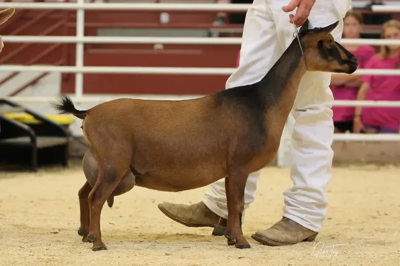 Sire's Dam: Wolfivan Lotus Root 5*M 3rd place yearling milker at the 2024 ADGA National Show. PC: Wolfivan Ranch