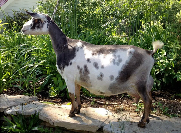 DD: SG CORNERSTONE FARM MM CHARITY *M *DAR EEEV90 PC: Sinai Thunder