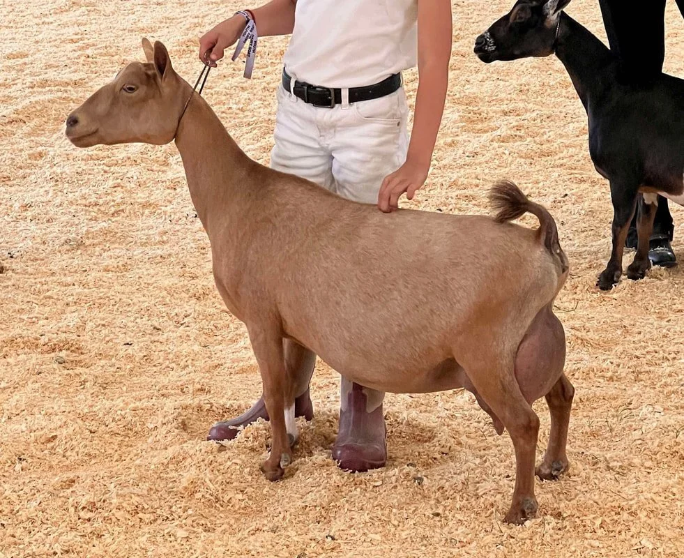 SD: CH Bridge Acres Beatrix Potter VVEE88 PC: Bridge Acres Nigerians