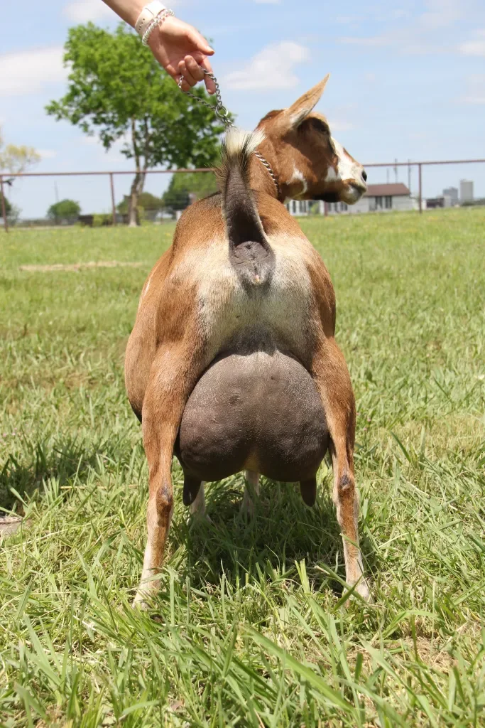 DD: SGCH Old Mountain Farm SleepNBeauty 3*M VEEE91 PC: Howling Goat Farms