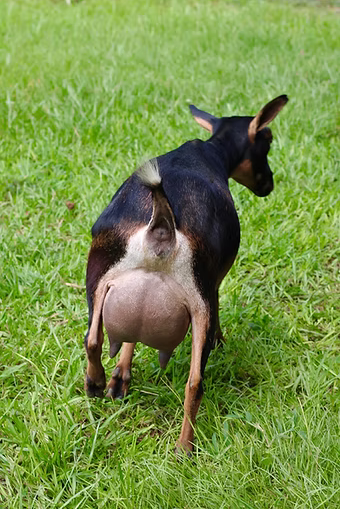 Dam's Dam: Lily Hill WH Fleur-De-Lis 3*M VG88 PC: Drewem Nigerians