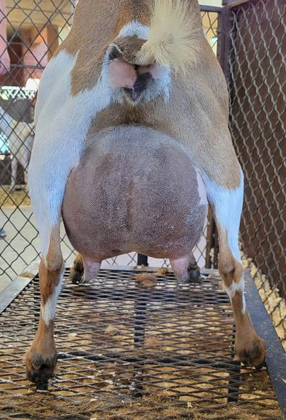 SDD: SGCH Short On Heaven Recherche 6*M PC: Short On Heaven