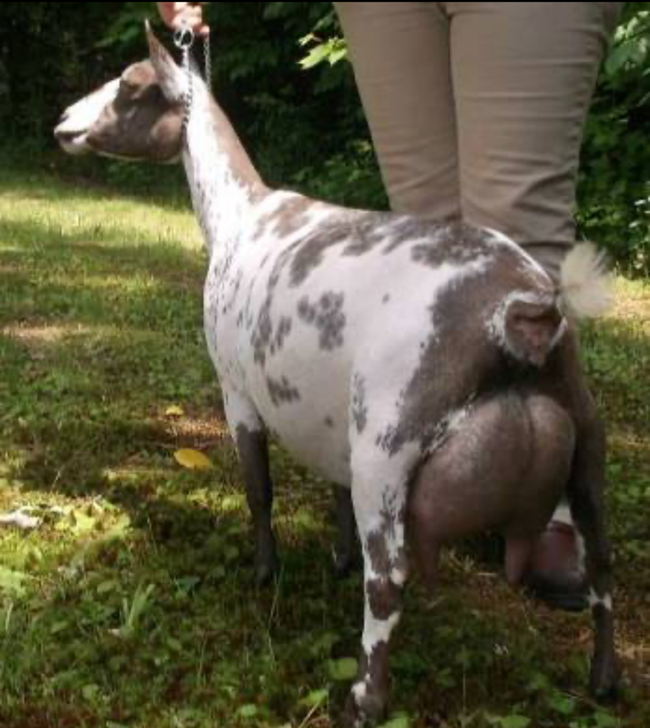 SSD: Phoenix Farm Summer Bird 4*M EEEE91 PC: Phoenix Farm