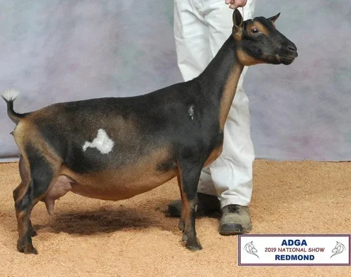 SSD: GCH Wood Bridge Farm CountnBlessns 1*M PC: Agape's Prize