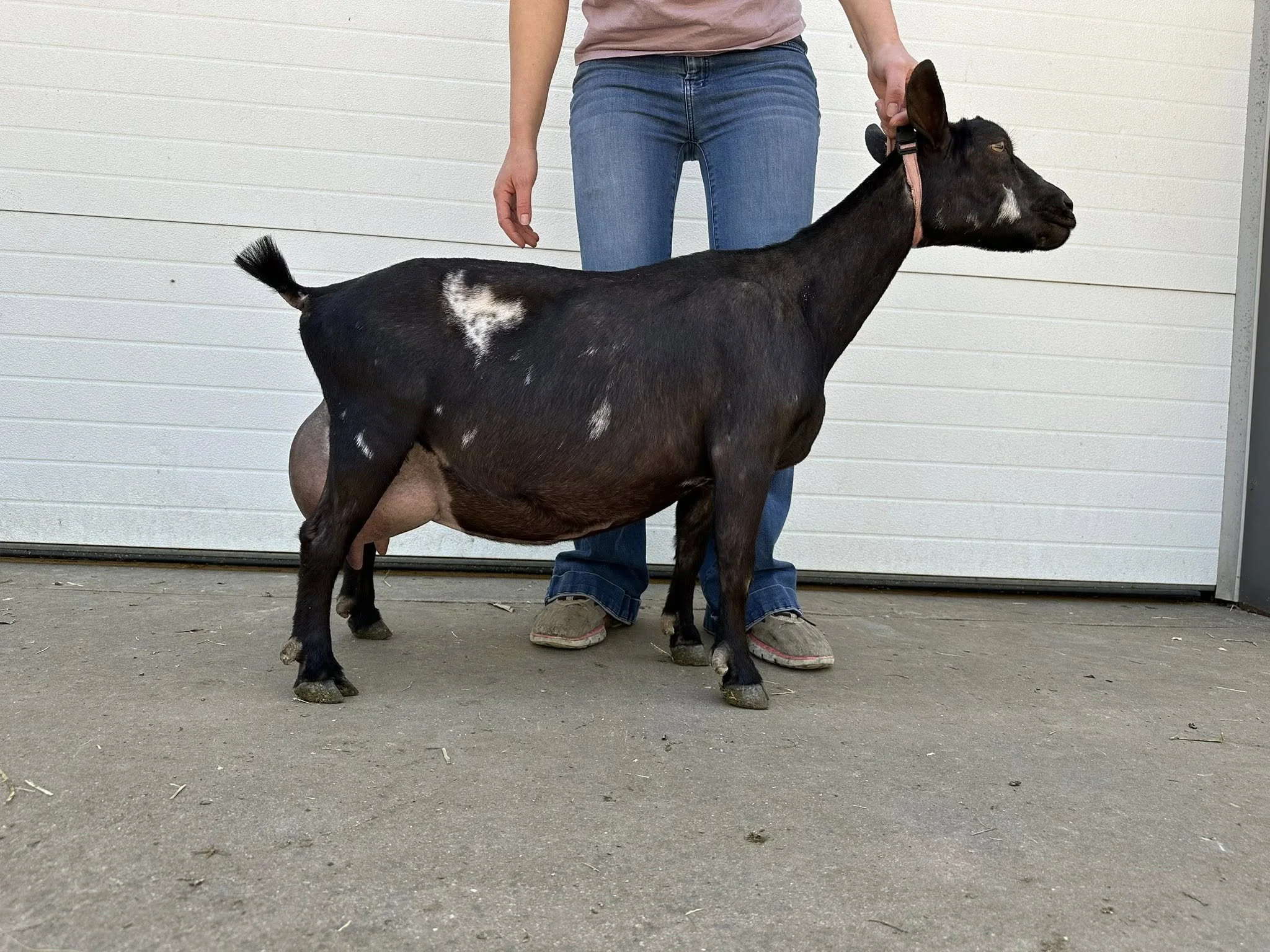 Dam: GCH The CO London 2*M VEEE 91 PC: Howling Goat Farms