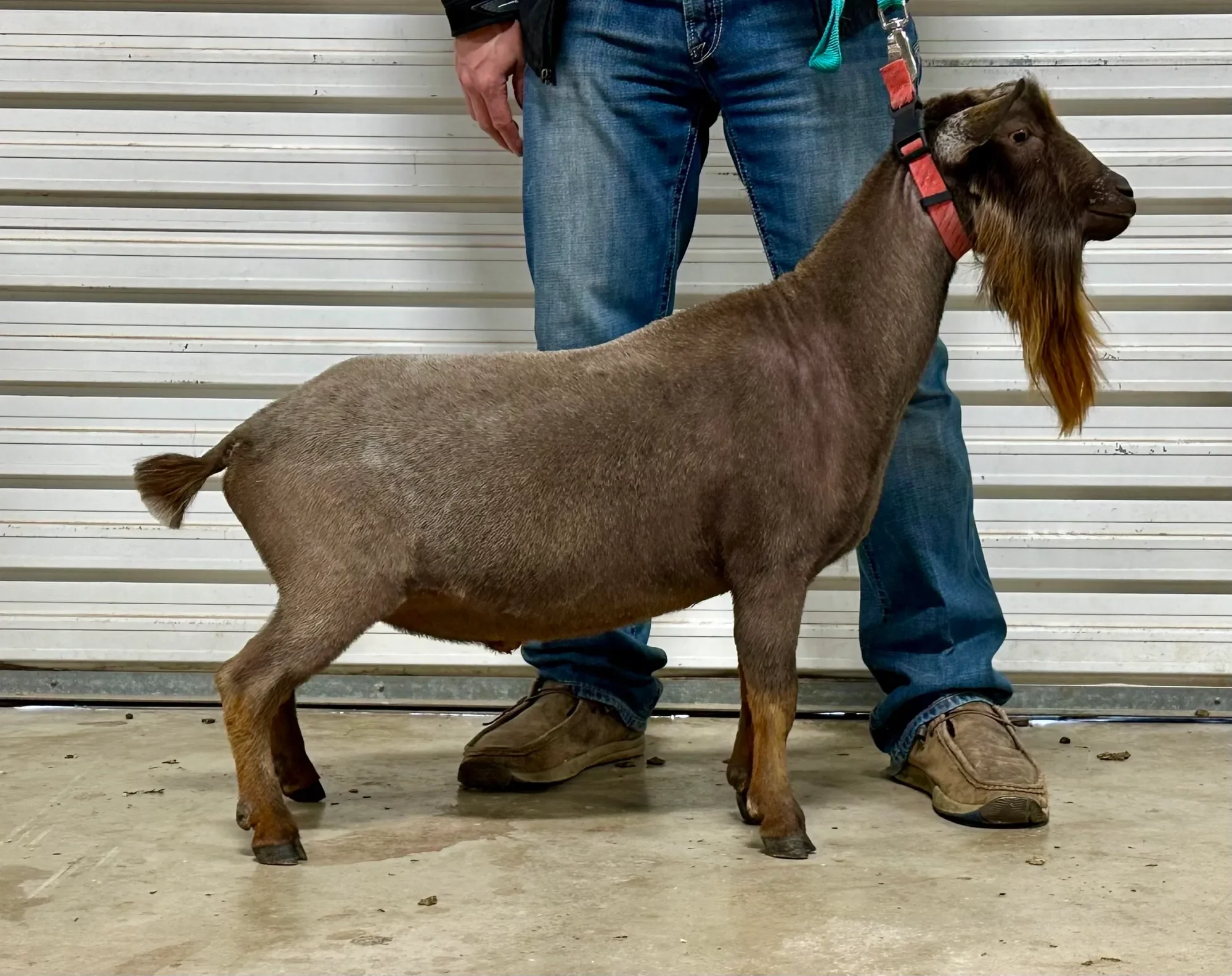 Sire: Cade's Lil Farm Coach Brown PC: Howling Goat Farms