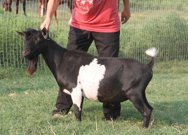 Sire: Southern Grace Up On Calvary *B PC: Southern Grace