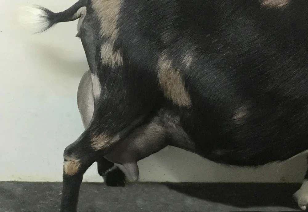 DD: SG Sinai Thunder O Tizrah 2*M 2*DAR PC: Sinai Thunder.