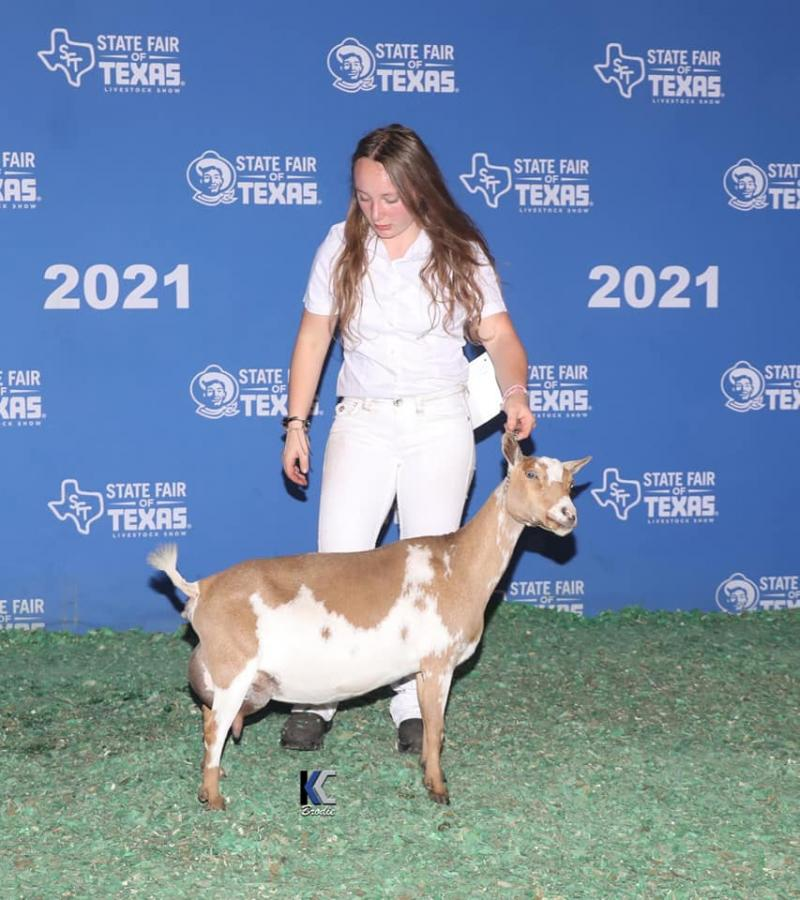 SDD: SGCH Short On Heaven Recherche 6*M PC: Short On Heaven