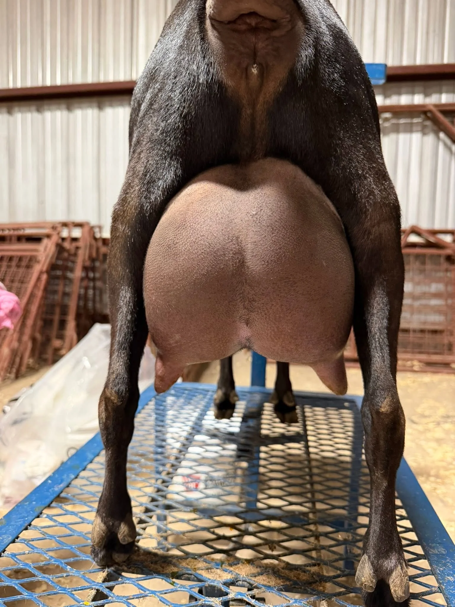 HH Ranch CC Sweetheart (1x GCH, 1x RGCH) PC: HH Farm & Ranch