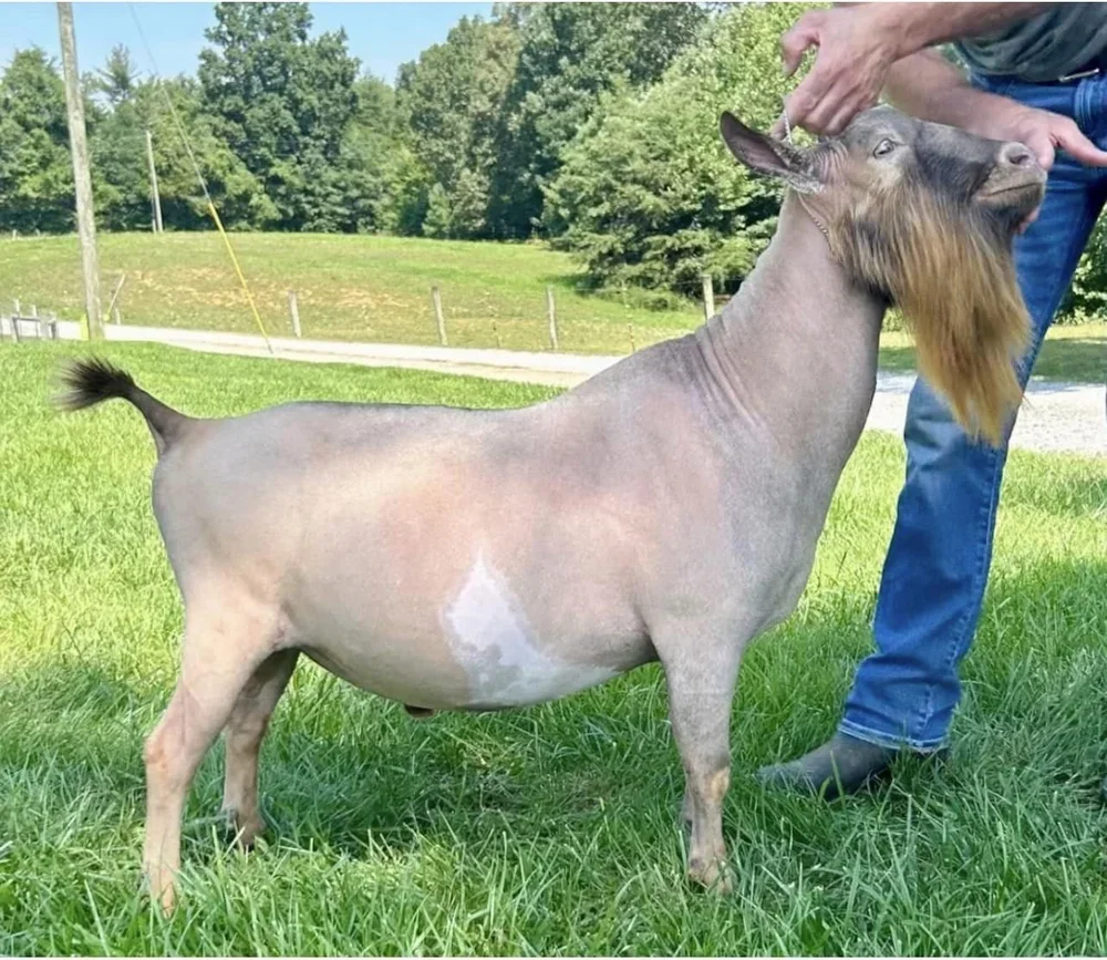 SS: Agape's Prize Goldie Cox PC: Agape's Prize