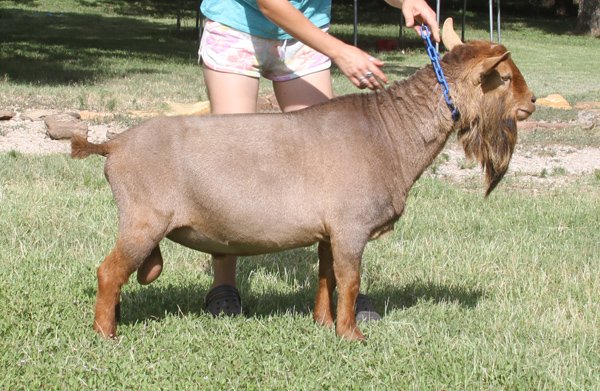 DS: Rosasharn MM Jack 'N' Coke *B PC: Southern Grace