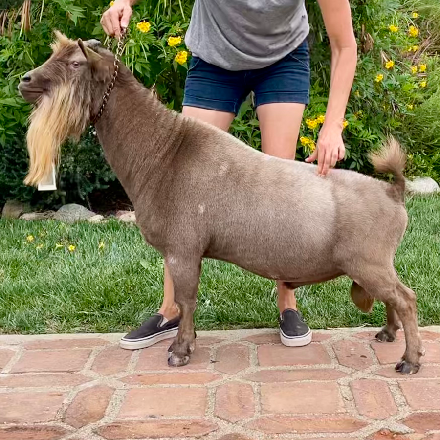 SS: Wolfivan CQ Kentucky Bourbon PC: Wolfivan Ranch