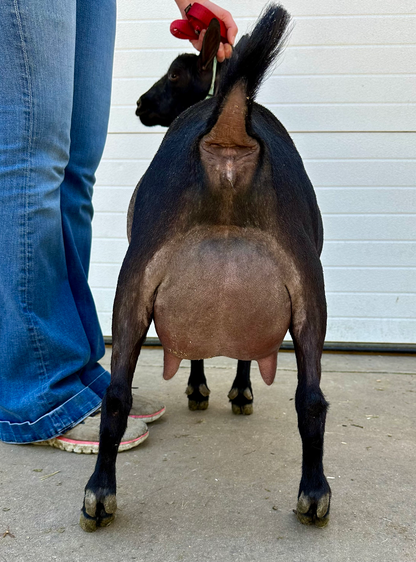 Dam: CH Agape's Prize American Doll VEEE92 PC: Howling Goat Farms