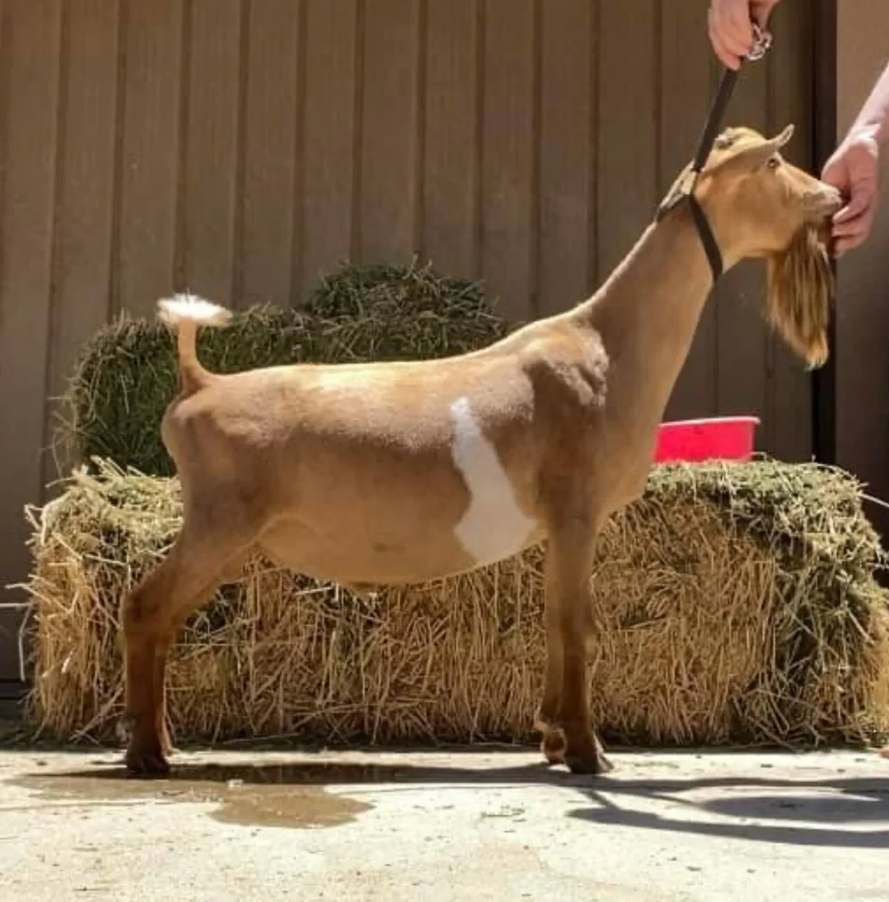 Cowboy's Sire: Wolfivan Rumors And Gossip *B PC: Wolfivan Ranch