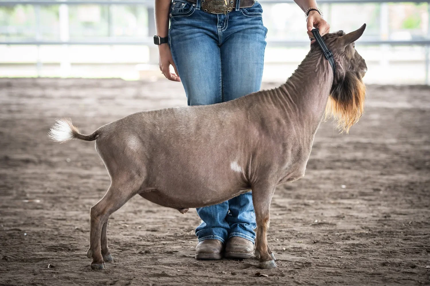 Dam's Sire: CH Wood Bridge Farm Noble Icon *B PC: Novella Farm