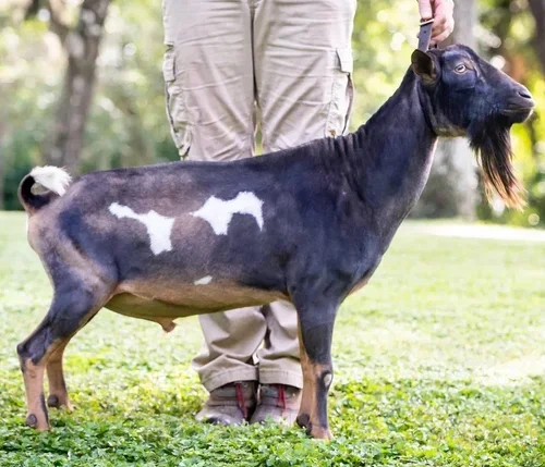 SS: Agape’s Prize Reverend CQuinn *B PC: Novella Farm