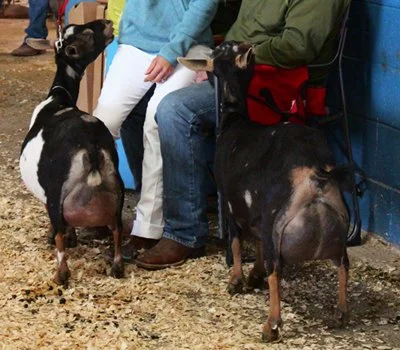 Little Tots Estate PumkinSpice 1*M VEE90 on the left, GCH Southern Grace Sugar N Spice 2*M on the right. PC: Southern Grace