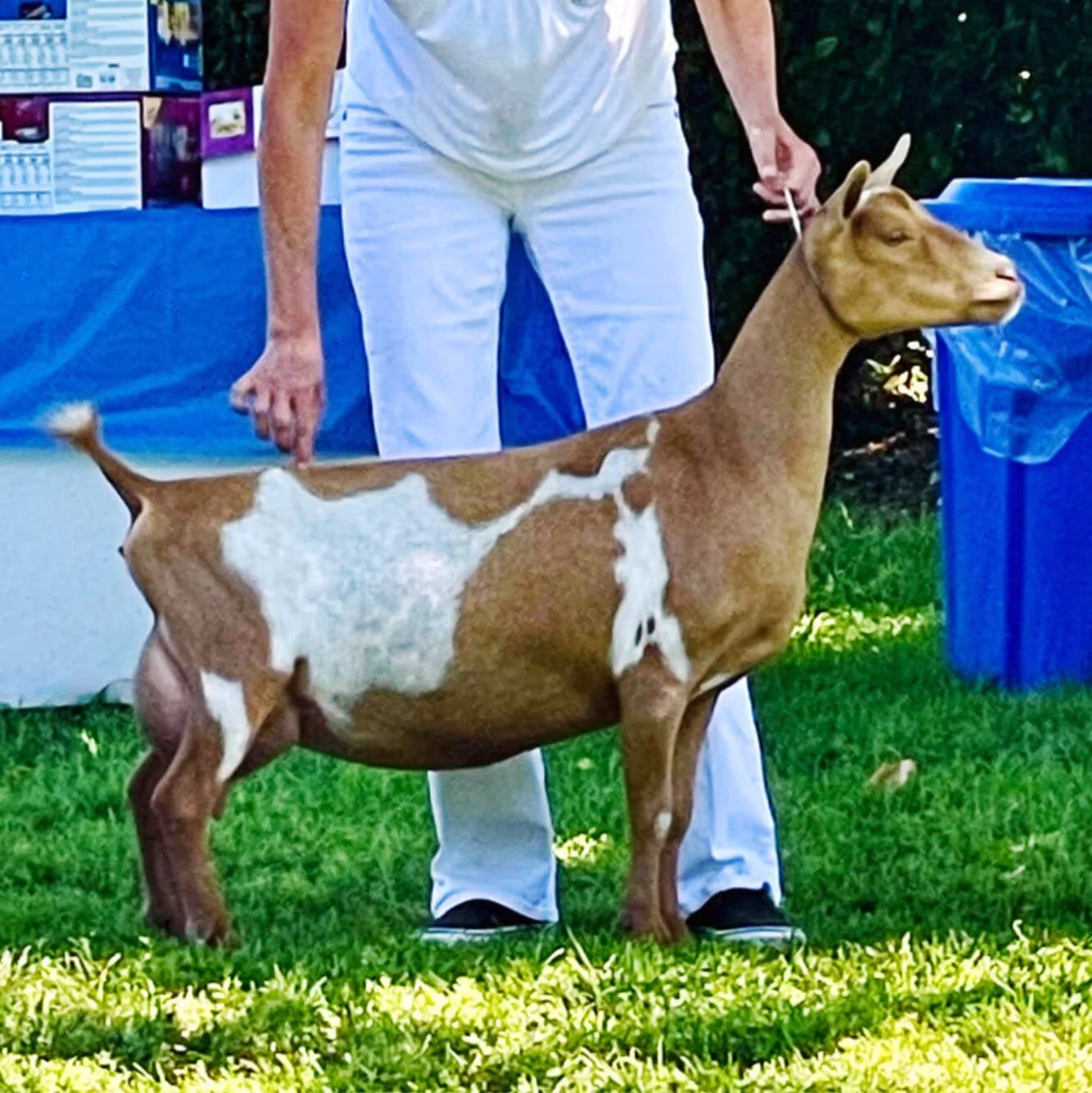 Sire's Littermate Sister-GCH Wolfivan One Love PC: Wolfivan Ranch