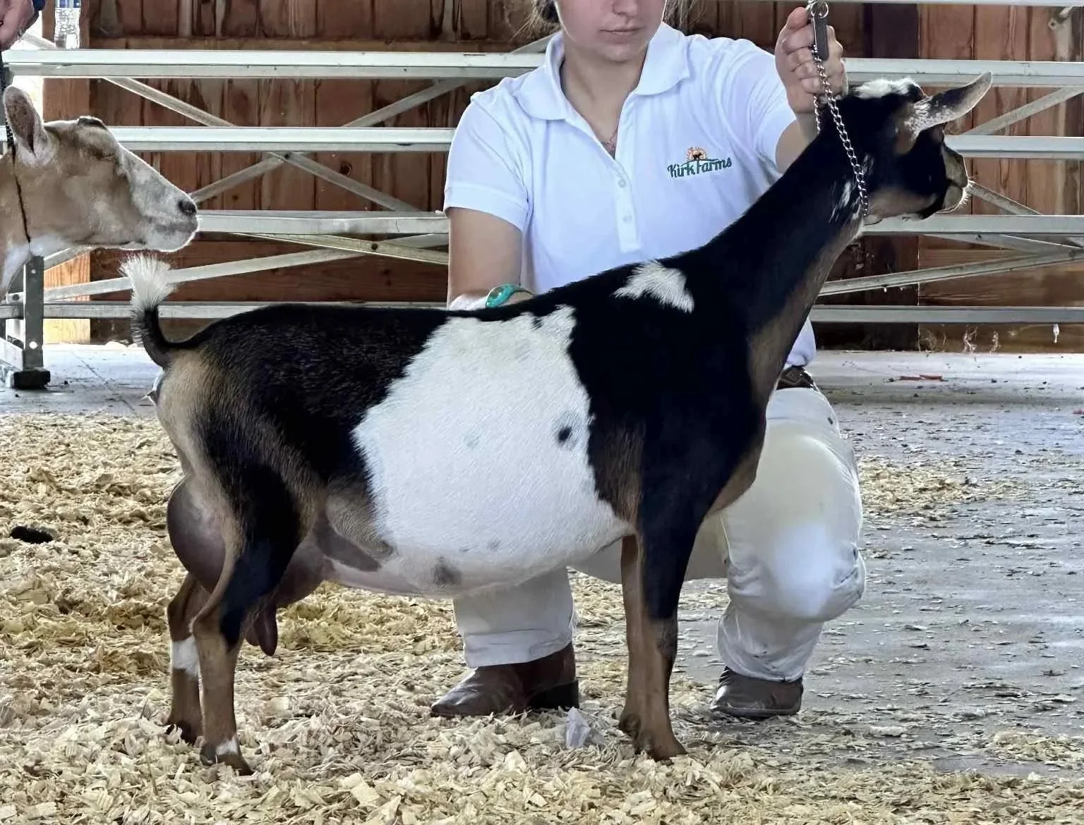 Dam: ELITE SG Hidden Palms 2Z Adella 2*M PC: Moon Station