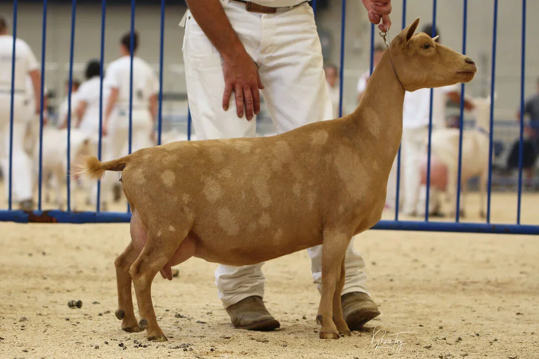 GCH Wolfivan Boot Scootin Boogie 2*M VEEE91-Cowboy's Maternal Sister PC: Wolfivan Ranch