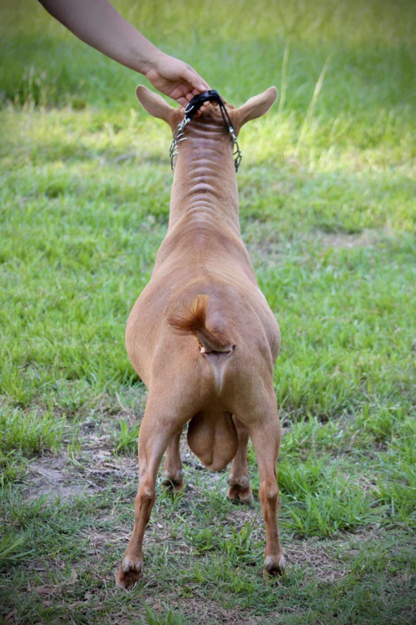 Sire Wolfivan Kava Kava Root *B PC Drewem Nigerians