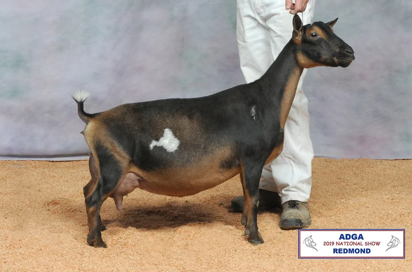 Dam's Sire's Dam: GCH Wood Bridge Farm Countnblessns (EEEE92) PC: Agape's Prize 