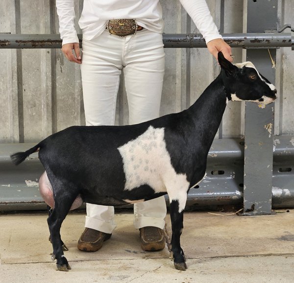 Dam: Southern Grace Scotch Bonnet 2*M PC: Southern Grace