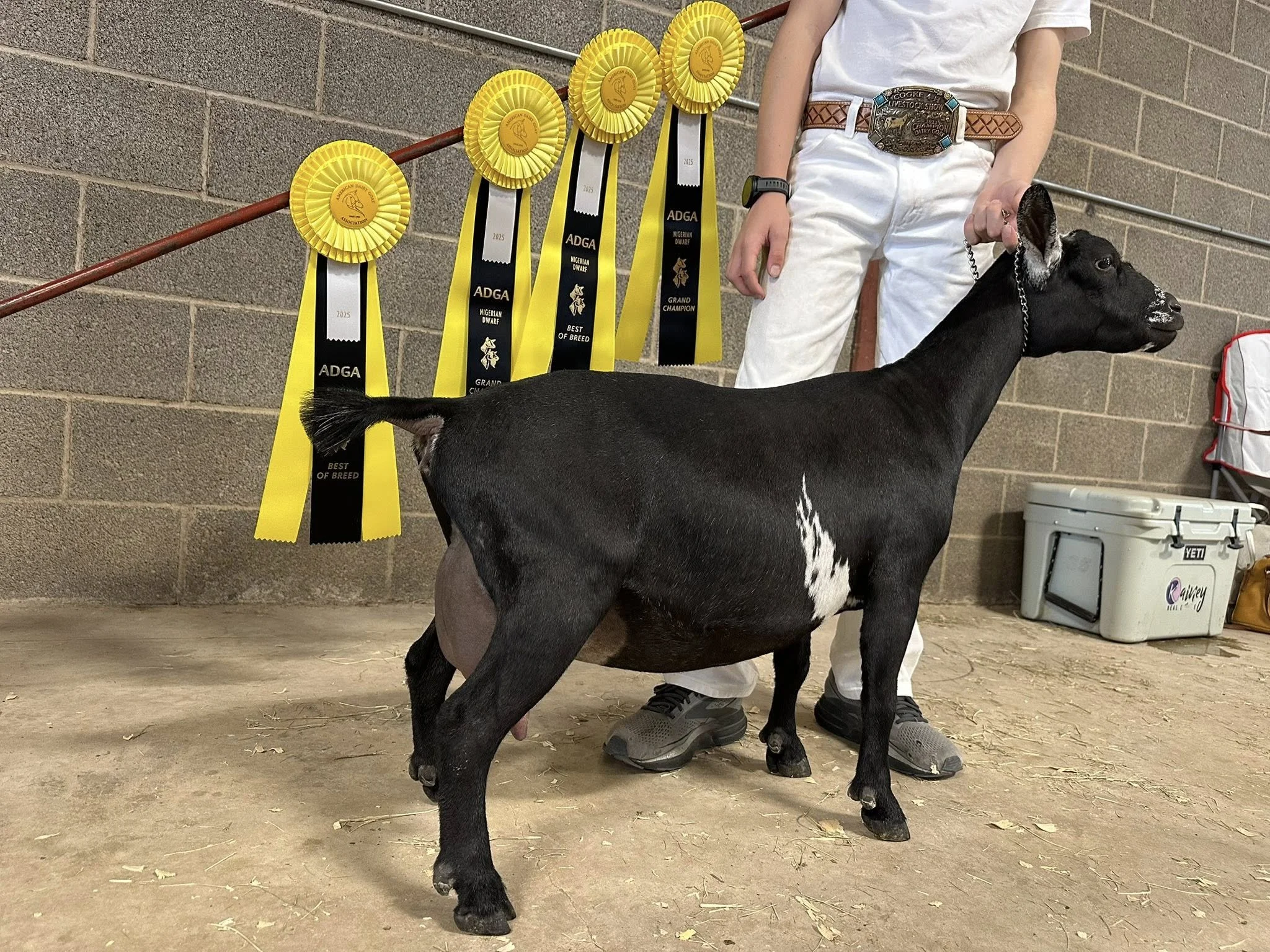 Maternal Sister: CH Howling Goat Farms PrncssDiana PC: Howling Goat Farms