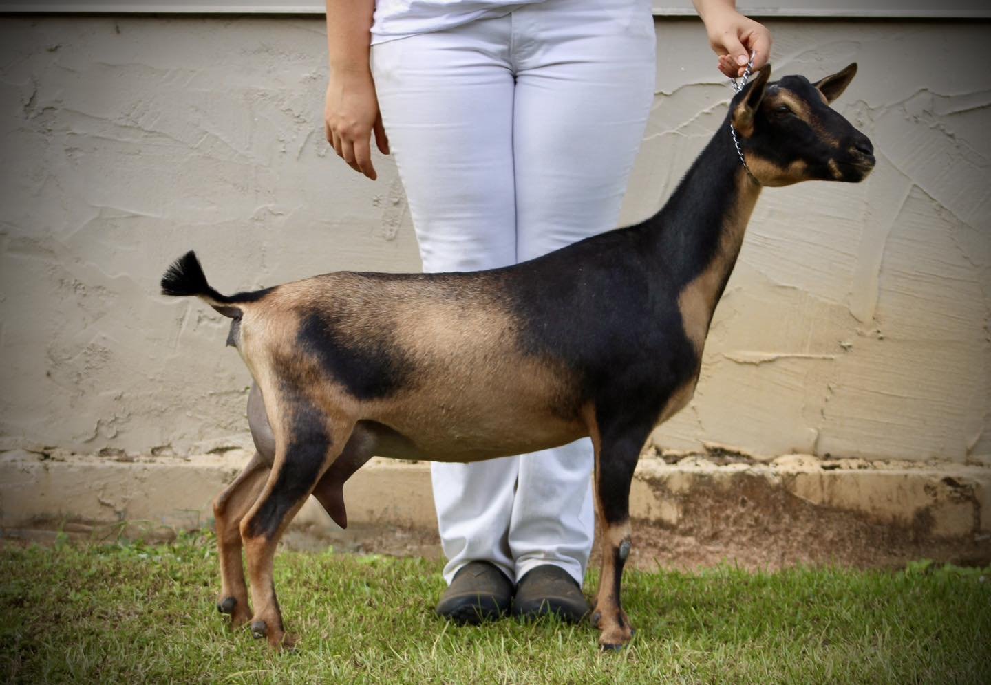Dam: Drewem MG Brie de Meaux 3*M (1xGCH/BIS) FF three weeks fresh. PC: Drewem Nigerians