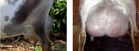 DD: SG CORNERSTONE FARM MM CHARITY *M *DAR EEEV90 PC: Sinai Thunder