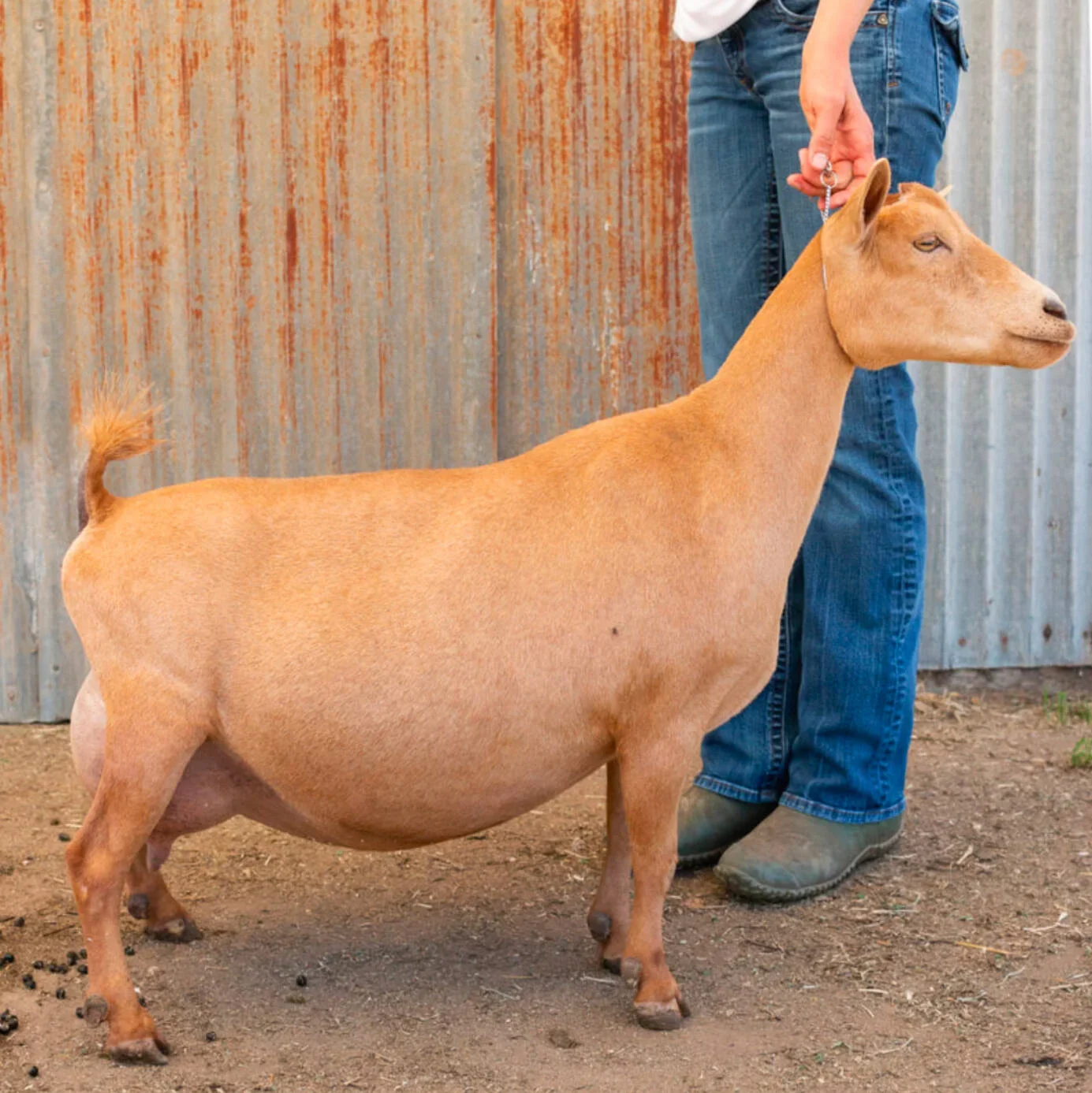 SD: GCH Castle Rock Tahitian Treasure VEEE 91 PC: Wolfivan Ranch