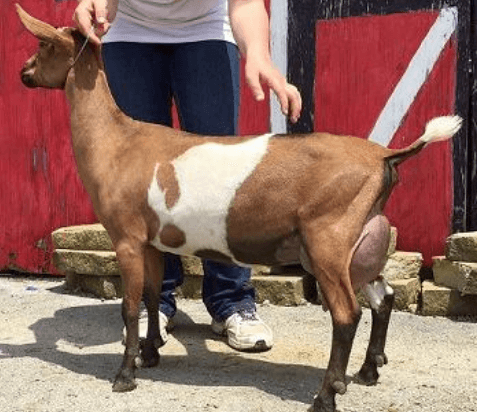 SD: Wood Bridge Farm Undermine PC: Agape's Prize 