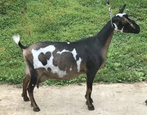 Dam: Sinai Thunder Macs's Beloved 3*M 3*D 89.9 VG+ Pictured as a FF Pc: Sinai Thunder