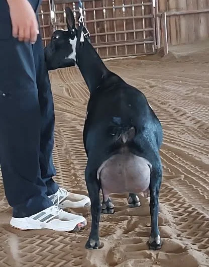 Dam: Southern Grace Scotch Bonnet 2*M PC: Southern Grace