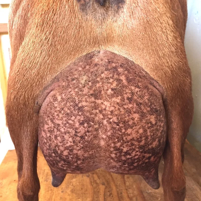 SSD: SGCH Joyful Hearts KR Phoebe 2*M, 4 *D VEEE91 PC: Wolfivan Ranch