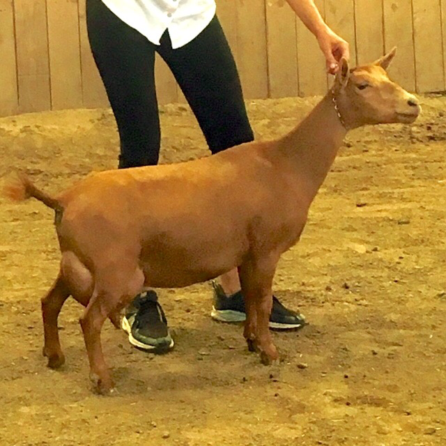 SSD: SGCH Joyful Hearts KR Phoebe 2*M, 4 *D VEEE91 PC: Wolfivan Ranch