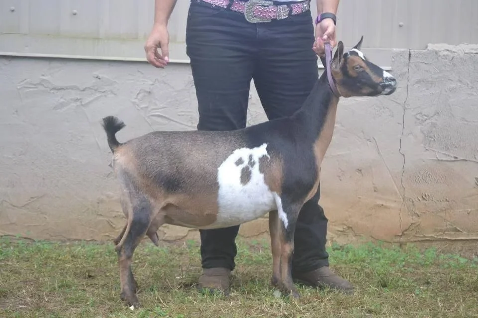 DD: SGCH Hidden Gems TK Ariel 1*M EEEE90