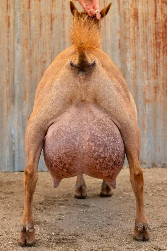 Dam: The GTB Annabelle 1*M VEEE 90 PC: HH Farm & Ranch