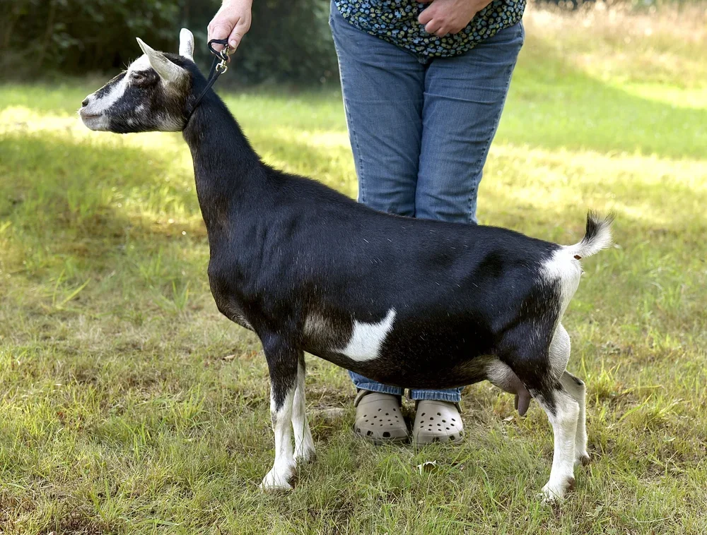 DSD: Old Mountain Farm Fat Tuesday 3*M EEEE91 PC: Old Mountain Farm